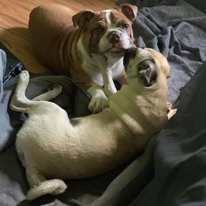 Meet your Posher, Samuel